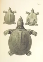 An illustration from Монголія и страна Тангутовъ, трехлѣтнее путешествіе въ Восточной Нагорной Азіи (1875)
