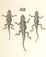 An illustration from Монголія и страна Тангутовъ, трехлѣтнее путешествіе въ Восточной Нагорной Азіи (1875)