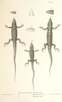 An illustration from Монголія и страна Тангутовъ, трехлѣтнее путешествіе въ Восточной Нагорной Азіи (1875)