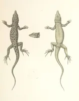An illustration from Монголія и страна Тангутовъ, трехлѣтнее путешествіе въ Восточной Нагорной Азіи (1875)