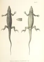 An illustration from Монголія и страна Тангутовъ, трехлѣтнее путешествіе въ Восточной Нагорной Азіи (1875)