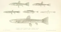 An illustration from Монголія и страна Тангутовъ, трехлѣтнее путешествіе въ Восточной Нагорной Азіи (1875)
