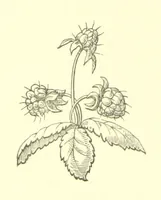 An illustration from England as seen by Foreigners in the days of Elizabeth and James the First. Comprising translations of the journals of the two Dukes of Wirtemberg in 1592 and 1610; both illustrative of Shakespeare. With extracts from the travels of foreign Princes and others, copious notes, an introduction, and etchings (1865)