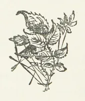 An illustration from The Sherlocks. [A novel (1879)