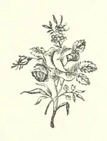 Picture 1 of 7 from The Sherlocks. [A novel (1879), leaf 49