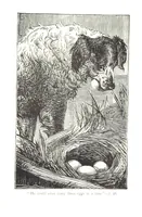 Picture 3 of 7 from Beautiful Joe: the autobiography of a dog ... New edition (1894), leaf 65