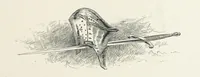An illustration from The Lay of the Last Minstrel. By Sir Walter Scott. With notes and a chronological summary of his life, and index (1887)