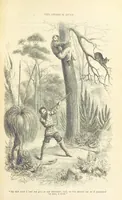 An illustration from Adventures of a Gold-Digger ... Illustrated, etc. [A reissue of “The Gold-Finder of Australia.” (1856)