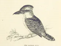 An illustration from Adventures of a Gold-Digger ... Illustrated, etc. [A reissue of “The Gold-Finder of Australia.” (1856)
