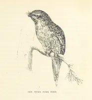 An illustration from Adventures of a Gold-Digger ... Illustrated, etc. [A reissue of “The Gold-Finder of Australia.” (1856)