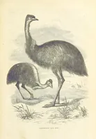 An illustration from Adventures of a Gold-Digger ... Illustrated, etc. [A reissue of “The Gold-Finder of Australia.” (1856)