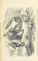 An illustration from Adventures of a Gold-Digger ... Illustrated, etc. [A reissue of “The Gold-Finder of Australia.” (1856)