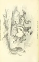 An illustration from Adventures of a Gold-Digger ... Illustrated, etc. [A reissue of “The Gold-Finder of Australia.” (1856)