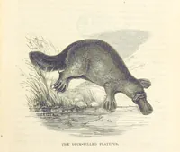 An illustration from Adventures of a Gold-Digger ... Illustrated, etc. [A reissue of “The Gold-Finder of Australia.” (1856)