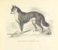 An illustration from Adventures of a Gold-Digger ... Illustrated, etc. [A reissue of “The Gold-Finder of Australia.” (1856)
