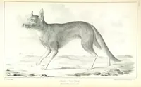 An illustration from Report of an expedition down the Zuni and Colorado Rivers by Captain L. Sitgreaves ... Illustrations. (Report on ... Natural History ... by S. W. Woodhouse. Zoology: mammals and birds by S. W. Woodhouse; reptiles by E. Hallowell; fishes by S. F. Baird and C. Girard. Botany: by Professor J. Torrey. Medical report; by S. W. Woodhouse.) (1853)