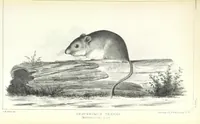 An illustration from Report of an expedition down the Zuni and Colorado Rivers by Captain L. Sitgreaves ... Illustrations. (Report on ... Natural History ... by S. W. Woodhouse. Zoology: mammals and birds by S. W. Woodhouse; reptiles by E. Hallowell; fishes by S. F. Baird and C. Girard. Botany: by Professor J. Torrey. Medical report; by S. W. Woodhouse.) (1853)