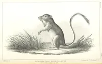 An illustration from Report of an expedition down the Zuni and Colorado Rivers by Captain L. Sitgreaves ... Illustrations. (Report on ... Natural History ... by S. W. Woodhouse. Zoology: mammals and birds by S. W. Woodhouse; reptiles by E. Hallowell; fishes by S. F. Baird and C. Girard. Botany: by Professor J. Torrey. Medical report; by S. W. Woodhouse.) (1853)