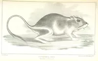 An illustration from Report of an expedition down the Zuni and Colorado Rivers by Captain L. Sitgreaves ... Illustrations. (Report on ... Natural History ... by S. W. Woodhouse. Zoology: mammals and birds by S. W. Woodhouse; reptiles by E. Hallowell; fishes by S. F. Baird and C. Girard. Botany: by Professor J. Torrey. Medical report; by S. W. Woodhouse.) (1853)