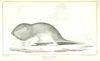 An illustration from Report of an expedition down the Zuni and Colorado Rivers by Captain L. Sitgreaves ... Illustrations. (Report on ... Natural History ... by S. W. Woodhouse. Zoology: mammals and birds by S. W. Woodhouse; reptiles by E. Hallowell; fishes by S. F. Baird and C. Girard. Botany: by Professor J. Torrey. Medical report; by S. W. Woodhouse.) (1853)