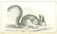An illustration from Report of an expedition down the Zuni and Colorado Rivers by Captain L. Sitgreaves ... Illustrations. (Report on ... Natural History ... by S. W. Woodhouse. Zoology: mammals and birds by S. W. Woodhouse; reptiles by E. Hallowell; fishes by S. F. Baird and C. Girard. Botany: by Professor J. Torrey. Medical report; by S. W. Woodhouse.) (1853)
