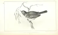 An illustration from Report of an expedition down the Zuni and Colorado Rivers by Captain L. Sitgreaves ... Illustrations. (Report on ... Natural History ... by S. W. Woodhouse. Zoology: mammals and birds by S. W. Woodhouse; reptiles by E. Hallowell; fishes by S. F. Baird and C. Girard. Botany: by Professor J. Torrey. Medical report; by S. W. Woodhouse.) (1853)