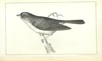 An illustration from Report of an expedition down the Zuni and Colorado Rivers by Captain L. Sitgreaves ... Illustrations. (Report on ... Natural History ... by S. W. Woodhouse. Zoology: mammals and birds by S. W. Woodhouse; reptiles by E. Hallowell; fishes by S. F. Baird and C. Girard. Botany: by Professor J. Torrey. Medical report; by S. W. Woodhouse.) (1853)