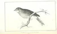 An illustration from Report of an expedition down the Zuni and Colorado Rivers by Captain L. Sitgreaves ... Illustrations. (Report on ... Natural History ... by S. W. Woodhouse. Zoology: mammals and birds by S. W. Woodhouse; reptiles by E. Hallowell; fishes by S. F. Baird and C. Girard. Botany: by Professor J. Torrey. Medical report; by S. W. Woodhouse.) (1853)