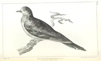 An illustration from Report of an expedition down the Zuni and Colorado Rivers by Captain L. Sitgreaves ... Illustrations. (Report on ... Natural History ... by S. W. Woodhouse. Zoology: mammals and birds by S. W. Woodhouse; reptiles by E. Hallowell; fishes by S. F. Baird and C. Girard. Botany: by Professor J. Torrey. Medical report; by S. W. Woodhouse.) (1853)
