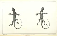 An illustration from Report of an expedition down the Zuni and Colorado Rivers by Captain L. Sitgreaves ... Illustrations. (Report on ... Natural History ... by S. W. Woodhouse. Zoology: mammals and birds by S. W. Woodhouse; reptiles by E. Hallowell; fishes by S. F. Baird and C. Girard. Botany: by Professor J. Torrey. Medical report; by S. W. Woodhouse.) (1853)