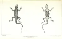 An illustration from Report of an expedition down the Zuni and Colorado Rivers by Captain L. Sitgreaves ... Illustrations. (Report on ... Natural History ... by S. W. Woodhouse. Zoology: mammals and birds by S. W. Woodhouse; reptiles by E. Hallowell; fishes by S. F. Baird and C. Girard. Botany: by Professor J. Torrey. Medical report; by S. W. Woodhouse.) (1853)