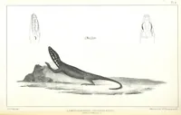 An illustration from Report of an expedition down the Zuni and Colorado Rivers by Captain L. Sitgreaves ... Illustrations. (Report on ... Natural History ... by S. W. Woodhouse. Zoology: mammals and birds by S. W. Woodhouse; reptiles by E. Hallowell; fishes by S. F. Baird and C. Girard. Botany: by Professor J. Torrey. Medical report; by S. W. Woodhouse.) (1853)