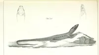 An illustration from Report of an expedition down the Zuni and Colorado Rivers by Captain L. Sitgreaves ... Illustrations. (Report on ... Natural History ... by S. W. Woodhouse. Zoology: mammals and birds by S. W. Woodhouse; reptiles by E. Hallowell; fishes by S. F. Baird and C. Girard. Botany: by Professor J. Torrey. Medical report; by S. W. Woodhouse.) (1853)