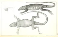 An illustration from Report of an expedition down the Zuni and Colorado Rivers by Captain L. Sitgreaves ... Illustrations. (Report on ... Natural History ... by S. W. Woodhouse. Zoology: mammals and birds by S. W. Woodhouse; reptiles by E. Hallowell; fishes by S. F. Baird and C. Girard. Botany: by Professor J. Torrey. Medical report; by S. W. Woodhouse.) (1853)