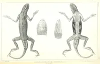 An illustration from Report of an expedition down the Zuni and Colorado Rivers by Captain L. Sitgreaves ... Illustrations. (Report on ... Natural History ... by S. W. Woodhouse. Zoology: mammals and birds by S. W. Woodhouse; reptiles by E. Hallowell; fishes by S. F. Baird and C. Girard. Botany: by Professor J. Torrey. Medical report; by S. W. Woodhouse.) (1853)
