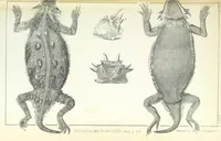 An illustration from Report of an expedition down the Zuni and Colorado Rivers by Captain L. Sitgreaves ... Illustrations. (Report on ... Natural History ... by S. W. Woodhouse. Zoology: mammals and birds by S. W. Woodhouse; reptiles by E. Hallowell; fishes by S. F. Baird and C. Girard. Botany: by Professor J. Torrey. Medical report; by S. W. Woodhouse.) (1853)