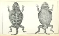 An illustration from Report of an expedition down the Zuni and Colorado Rivers by Captain L. Sitgreaves ... Illustrations. (Report on ... Natural History ... by S. W. Woodhouse. Zoology: mammals and birds by S. W. Woodhouse; reptiles by E. Hallowell; fishes by S. F. Baird and C. Girard. Botany: by Professor J. Torrey. Medical report; by S. W. Woodhouse.) (1853)