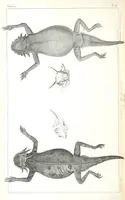 An illustration from Report of an expedition down the Zuni and Colorado Rivers by Captain L. Sitgreaves ... Illustrations. (Report on ... Natural History ... by S. W. Woodhouse. Zoology: mammals and birds by S. W. Woodhouse; reptiles by E. Hallowell; fishes by S. F. Baird and C. Girard. Botany: by Professor J. Torrey. Medical report; by S. W. Woodhouse.) (1853)