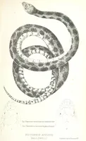 An illustration from Report of an expedition down the Zuni and Colorado Rivers by Captain L. Sitgreaves ... Illustrations. (Report on ... Natural History ... by S. W. Woodhouse. Zoology: mammals and birds by S. W. Woodhouse; reptiles by E. Hallowell; fishes by S. F. Baird and C. Girard. Botany: by Professor J. Torrey. Medical report; by S. W. Woodhouse.) (1853)