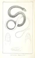 An illustration from Report of an expedition down the Zuni and Colorado Rivers by Captain L. Sitgreaves ... Illustrations. (Report on ... Natural History ... by S. W. Woodhouse. Zoology: mammals and birds by S. W. Woodhouse; reptiles by E. Hallowell; fishes by S. F. Baird and C. Girard. Botany: by Professor J. Torrey. Medical report; by S. W. Woodhouse.) (1853)
