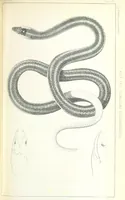 An illustration from Report of an expedition down the Zuni and Colorado Rivers by Captain L. Sitgreaves ... Illustrations. (Report on ... Natural History ... by S. W. Woodhouse. Zoology: mammals and birds by S. W. Woodhouse; reptiles by E. Hallowell; fishes by S. F. Baird and C. Girard. Botany: by Professor J. Torrey. Medical report; by S. W. Woodhouse.) (1853)