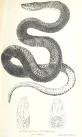An illustration from Report of an expedition down the Zuni and Colorado Rivers by Captain L. Sitgreaves ... Illustrations. (Report on ... Natural History ... by S. W. Woodhouse. Zoology: mammals and birds by S. W. Woodhouse; reptiles by E. Hallowell; fishes by S. F. Baird and C. Girard. Botany: by Professor J. Torrey. Medical report; by S. W. Woodhouse.) (1853)
