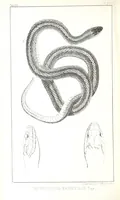 An illustration from Report of an expedition down the Zuni and Colorado Rivers by Captain L. Sitgreaves ... Illustrations. (Report on ... Natural History ... by S. W. Woodhouse. Zoology: mammals and birds by S. W. Woodhouse; reptiles by E. Hallowell; fishes by S. F. Baird and C. Girard. Botany: by Professor J. Torrey. Medical report; by S. W. Woodhouse.) (1853)