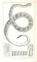 An illustration from Report of an expedition down the Zuni and Colorado Rivers by Captain L. Sitgreaves ... Illustrations. (Report on ... Natural History ... by S. W. Woodhouse. Zoology: mammals and birds by S. W. Woodhouse; reptiles by E. Hallowell; fishes by S. F. Baird and C. Girard. Botany: by Professor J. Torrey. Medical report; by S. W. Woodhouse.) (1853)