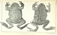 An illustration from Report of an expedition down the Zuni and Colorado Rivers by Captain L. Sitgreaves ... Illustrations. (Report on ... Natural History ... by S. W. Woodhouse. Zoology: mammals and birds by S. W. Woodhouse; reptiles by E. Hallowell; fishes by S. F. Baird and C. Girard. Botany: by Professor J. Torrey. Medical report; by S. W. Woodhouse.) (1853)