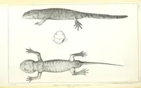 An illustration from Report of an expedition down the Zuni and Colorado Rivers by Captain L. Sitgreaves ... Illustrations. (Report on ... Natural History ... by S. W. Woodhouse. Zoology: mammals and birds by S. W. Woodhouse; reptiles by E. Hallowell; fishes by S. F. Baird and C. Girard. Botany: by Professor J. Torrey. Medical report; by S. W. Woodhouse.) (1853)