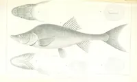 An illustration from Report of an expedition down the Zuni and Colorado Rivers by Captain L. Sitgreaves ... Illustrations. (Report on ... Natural History ... by S. W. Woodhouse. Zoology: mammals and birds by S. W. Woodhouse; reptiles by E. Hallowell; fishes by S. F. Baird and C. Girard. Botany: by Professor J. Torrey. Medical report; by S. W. Woodhouse.) (1853)