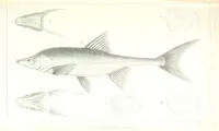 An illustration from Report of an expedition down the Zuni and Colorado Rivers by Captain L. Sitgreaves ... Illustrations. (Report on ... Natural History ... by S. W. Woodhouse. Zoology: mammals and birds by S. W. Woodhouse; reptiles by E. Hallowell; fishes by S. F. Baird and C. Girard. Botany: by Professor J. Torrey. Medical report; by S. W. Woodhouse.) (1853)