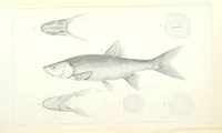 An illustration from Report of an expedition down the Zuni and Colorado Rivers by Captain L. Sitgreaves ... Illustrations. (Report on ... Natural History ... by S. W. Woodhouse. Zoology: mammals and birds by S. W. Woodhouse; reptiles by E. Hallowell; fishes by S. F. Baird and C. Girard. Botany: by Professor J. Torrey. Medical report; by S. W. Woodhouse.) (1853)