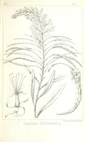 An illustration from Report of an expedition down the Zuni and Colorado Rivers by Captain L. Sitgreaves ... Illustrations. (Report on ... Natural History ... by S. W. Woodhouse. Zoology: mammals and birds by S. W. Woodhouse; reptiles by E. Hallowell; fishes by S. F. Baird and C. Girard. Botany: by Professor J. Torrey. Medical report; by S. W. Woodhouse.) (1853)